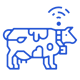 cow cow